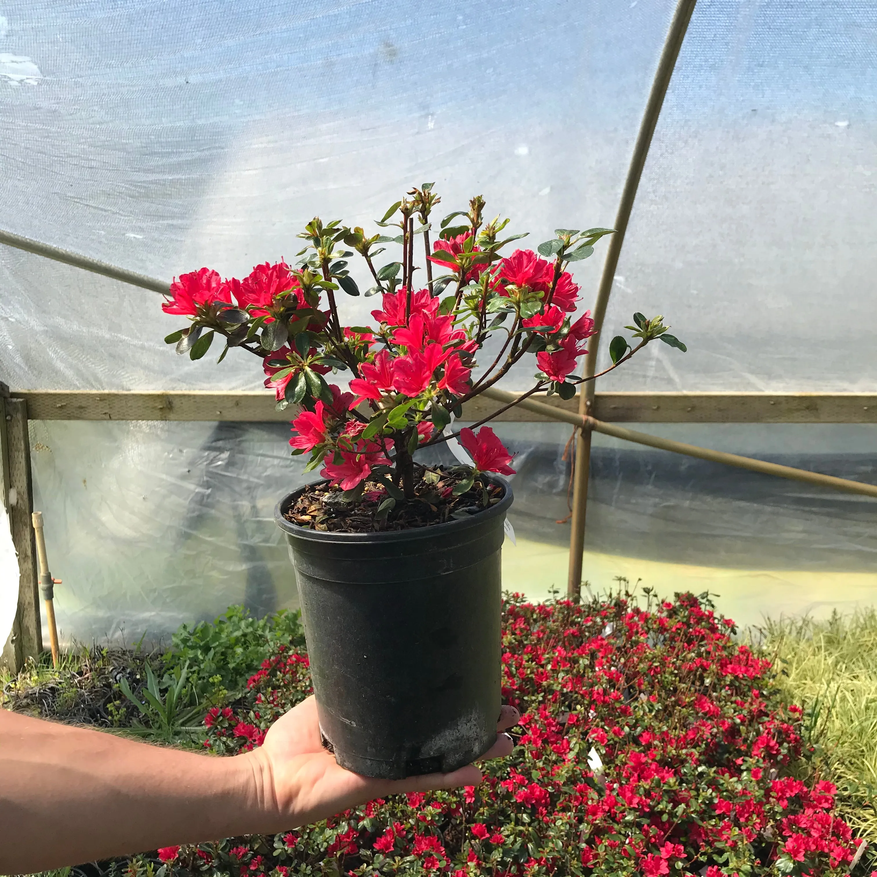 Azalea 'Hino Crimson'