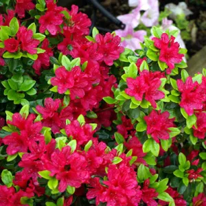 Azalea 'Hino Crimson'