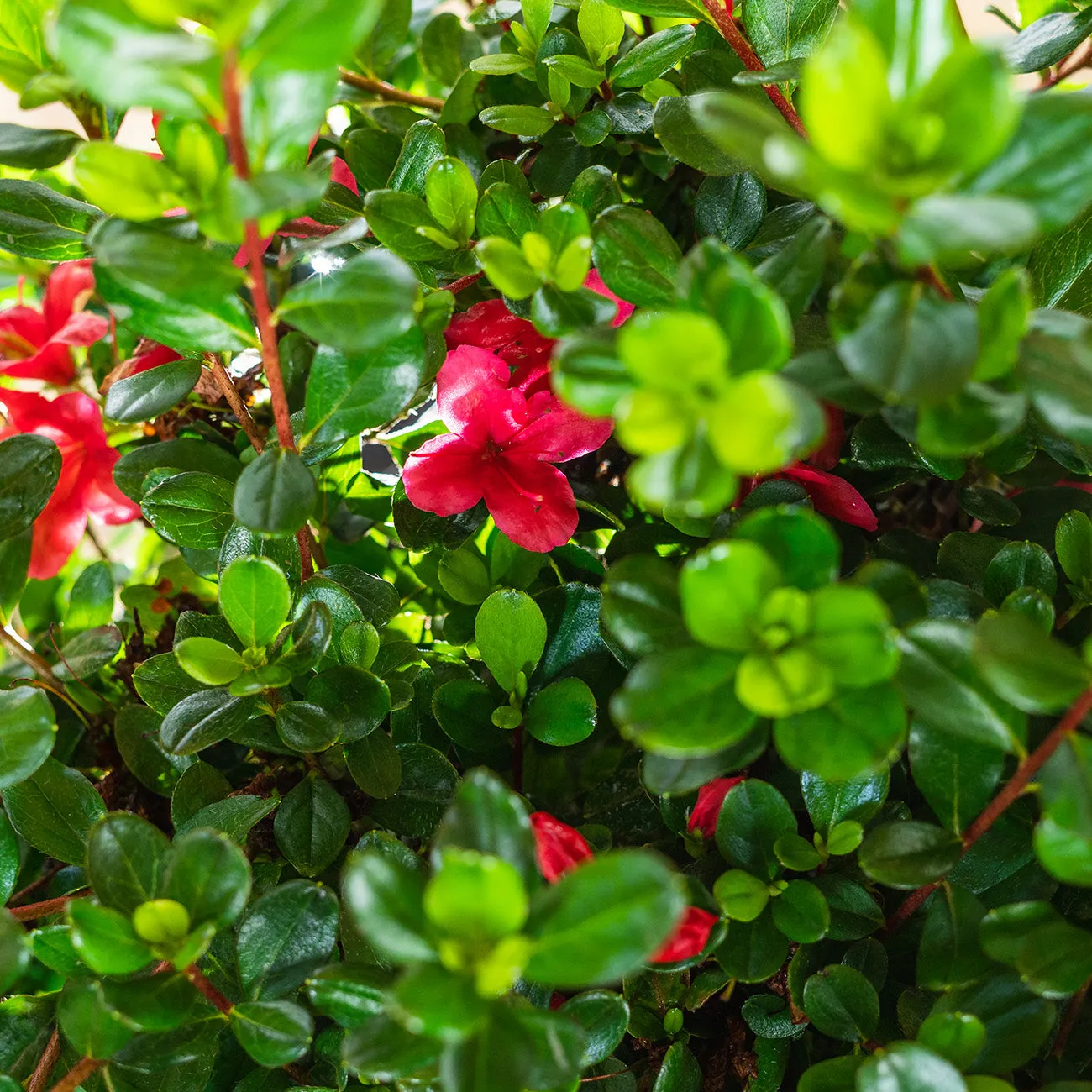 Hino Crimson Azalea Shrub