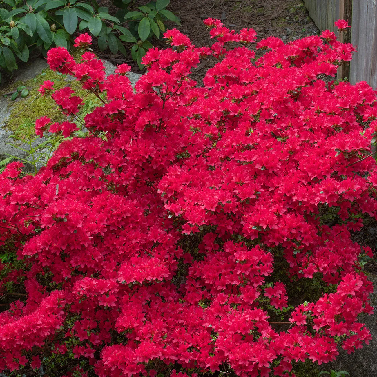 Hino Crimson Azalea Shrub