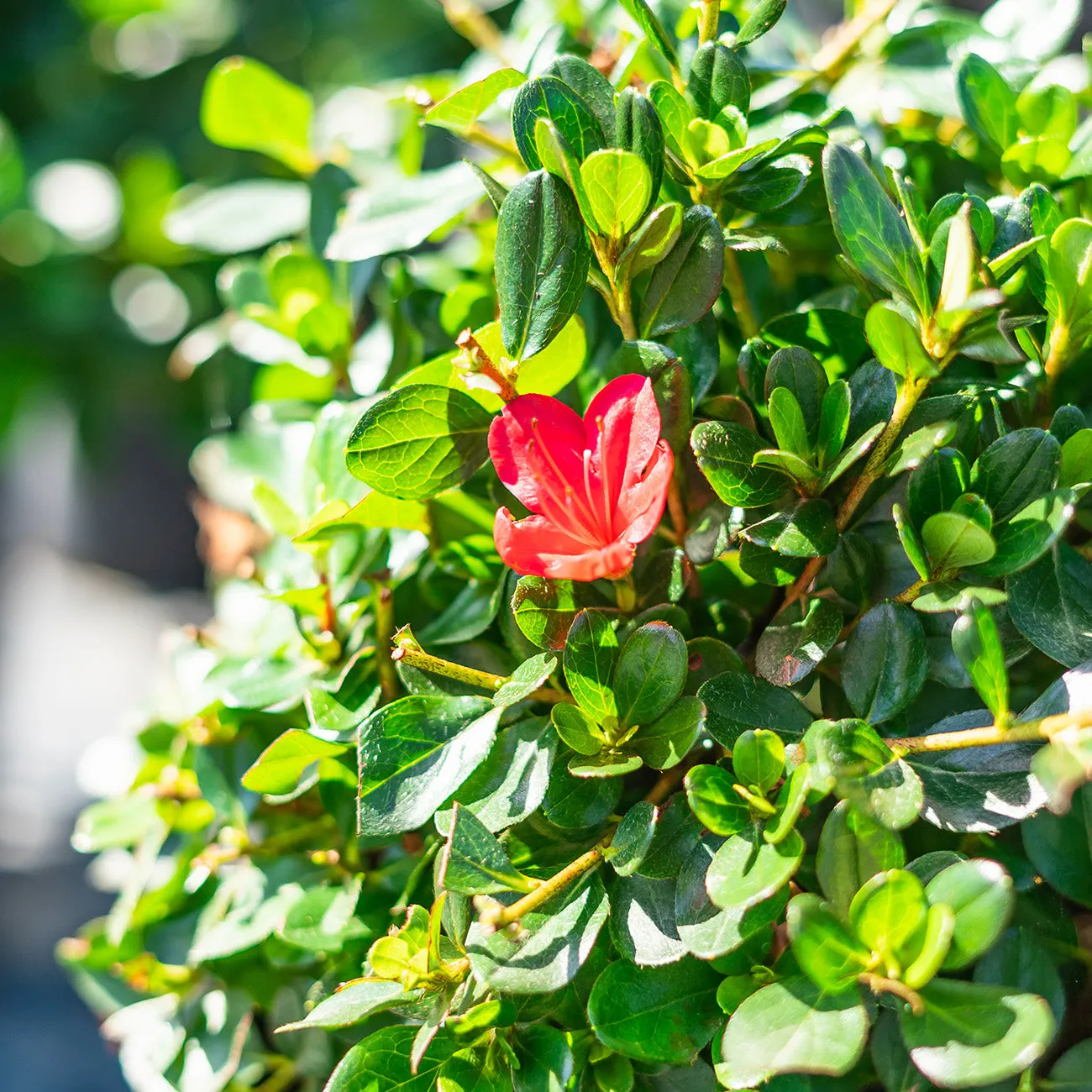 Hino Crimson Azalea Shrub