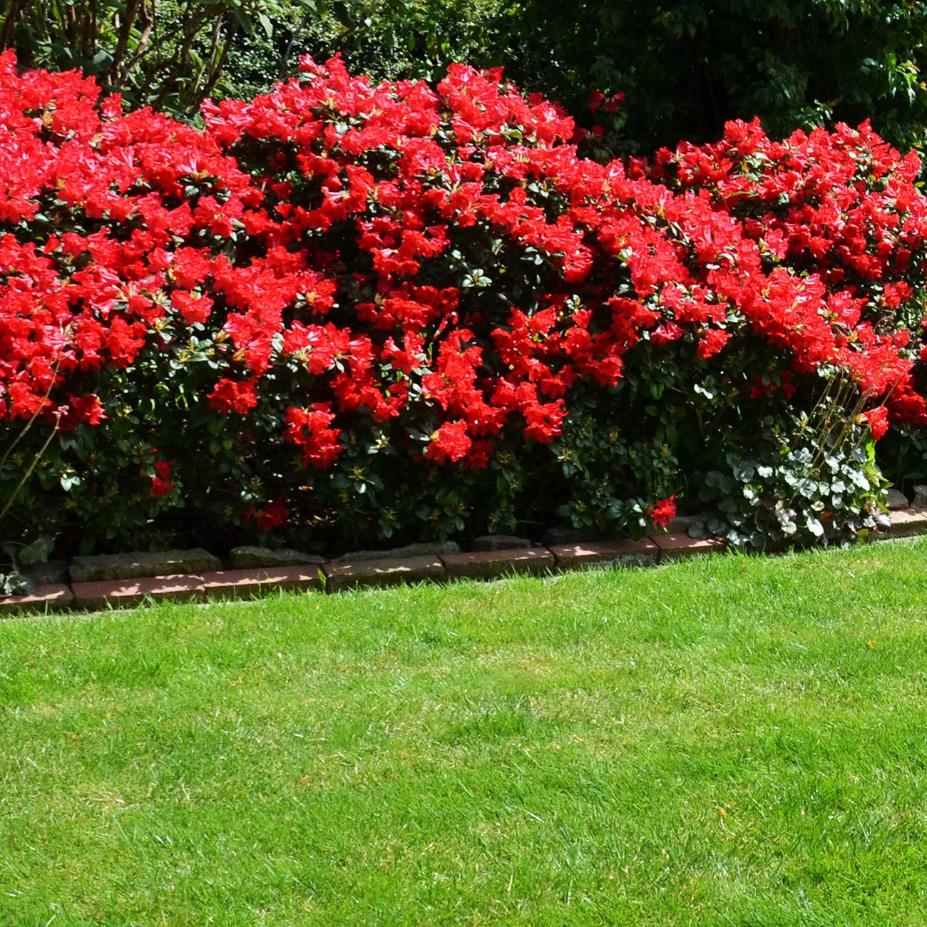 Hino Crimson Azalea Shrub