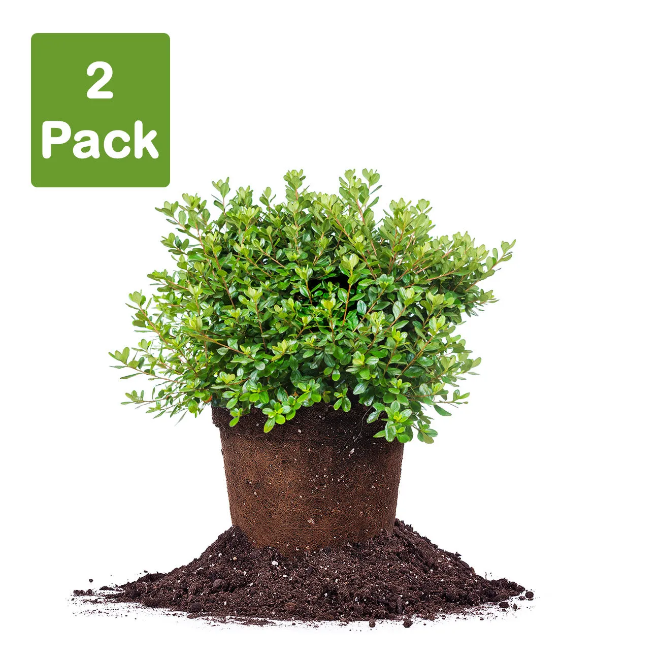Hino Crimson Azalea Shrub