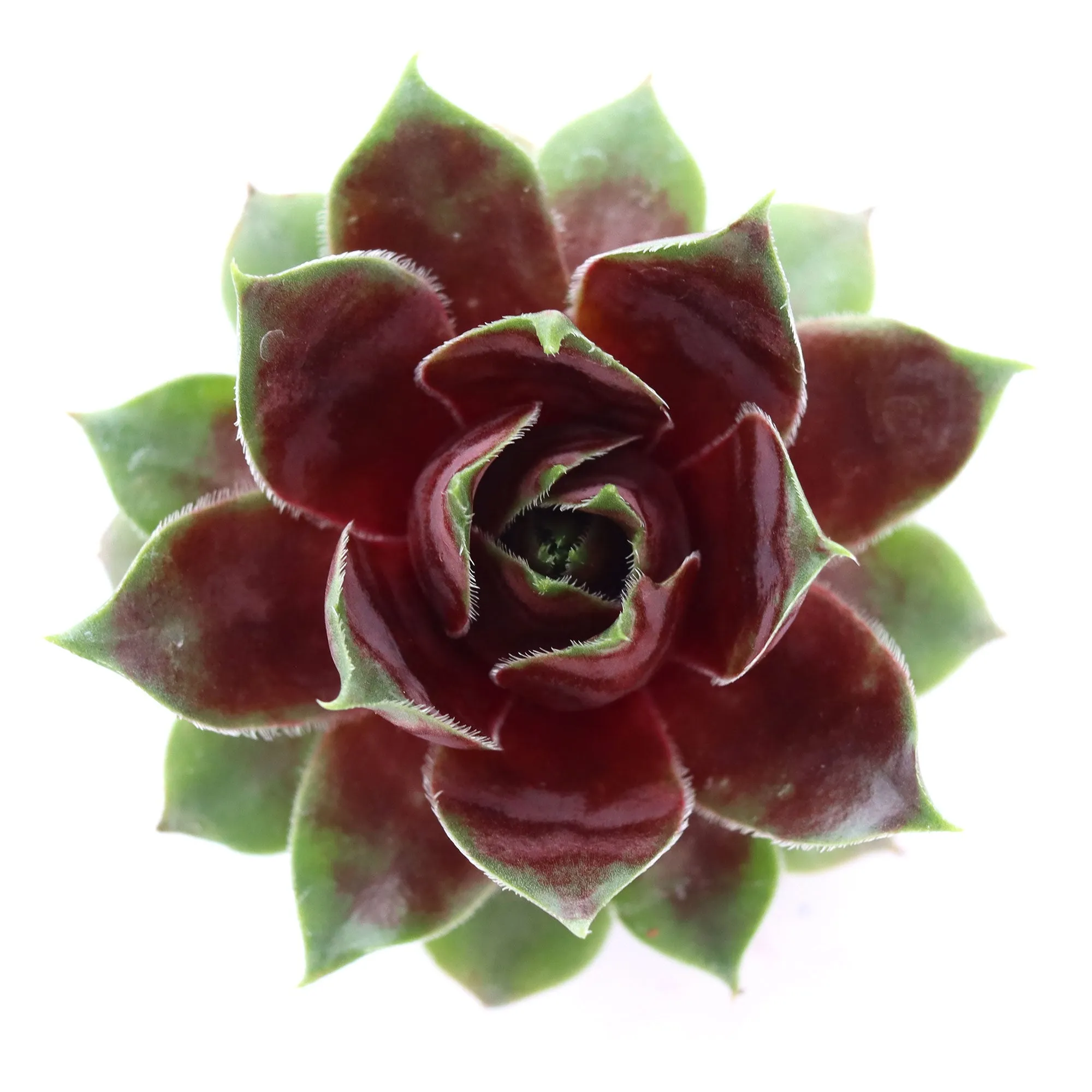 Sempervivum 'Crimson Crush'